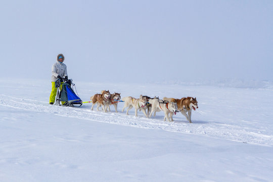 Woman musher hiding behind sleigh at sled dog race on snow in winter
