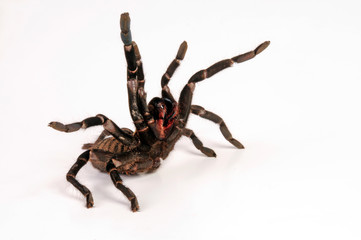 Tigervogelspinne (Haplopelma longipes / Cyriopagopus longipes) - Earthtiger