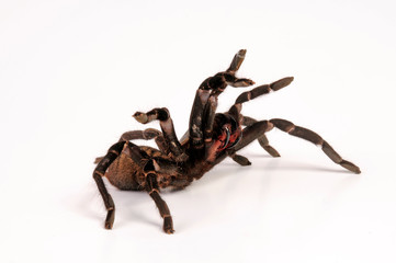 Tigervogelspinne (Haplopelma longipes / Cyriopagopus longipes) - Earthtiger