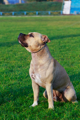 Dog breed American Staffordshire Terrier