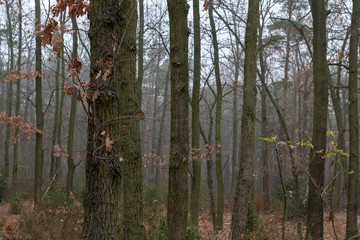 jesienny las brzozy  © Arkadiusz