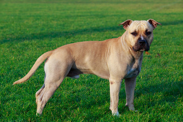 Dog breed American Staffordshire Terrier