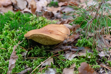 grzyb w lesie, suche liście © Arkadiusz