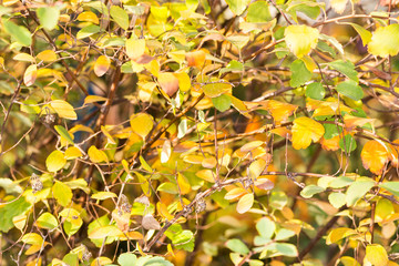 bush with small autumn yellow and green leaves