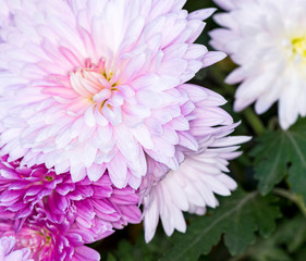 white and pink terry chrysanthemums in the autumn garden