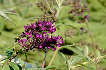 Rametto di fiorellini viola