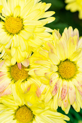 yellow and pink petals and yellow centers of chrysanthemums