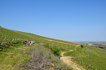 Visite guidée dans le vignoble