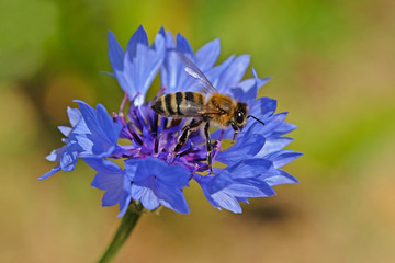 Bee on bluet