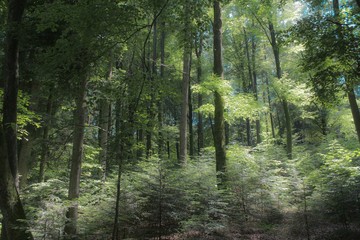 Forest Light On A Summer Day