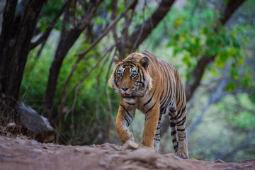 A male tiger on evening stroll and territory marking at ranthambore tiger reserve, India