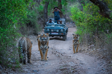 A road block by a male tiger and his cubs on a jungle trail in an evening safari at Ranthambore...