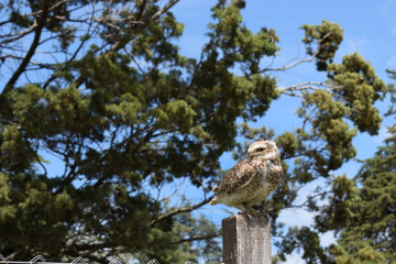 wild owl in its natural habitat in nature