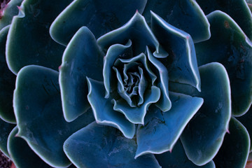 Succulent background