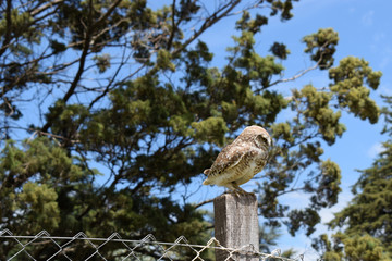 wild owl in its natural habitat in nature