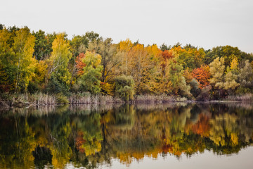 wald spiegel sich im see