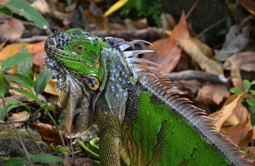 Green Iguana