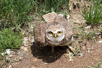 wild owl in its natural habitat in nature