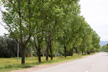 desert highway with green trees on the sides of the road