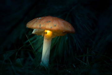 magic mushroom in the forest