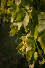 Bunch of grapes in the afternoon sun