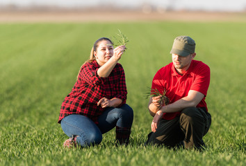 Young farmers examing planted wheat fields