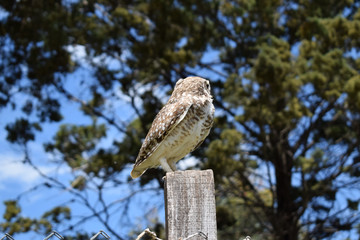 wild owl in its natural habitat in nature