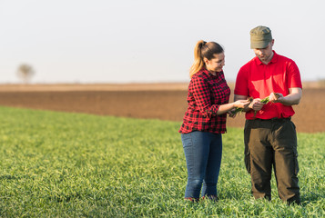 Young farmers examing planted wheat fields