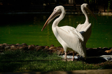 two pelicans on the background of the lake, zoo