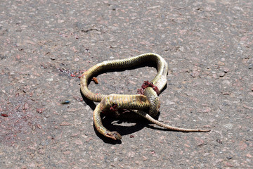 dead snake on the road, the car ran over her