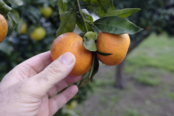 peasant collects mandarin