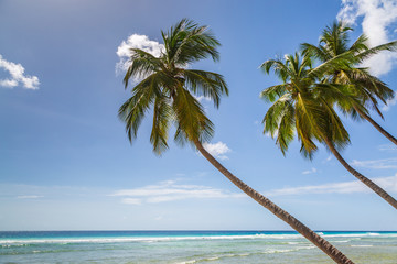 Palm Trees on the Island of Barbados