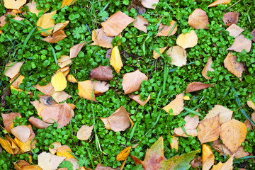 Yellow autumn leaf on green grass
