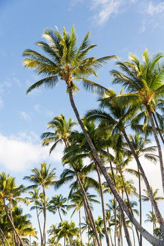 Palm trees and blue sky in a tropical setting