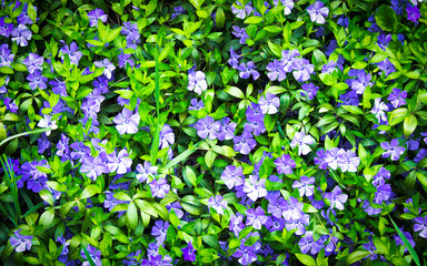 Background with violet flowers