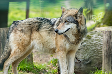 Wolf in Deutschland