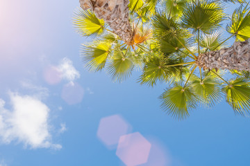 Tropical resort, sunny palm and sky