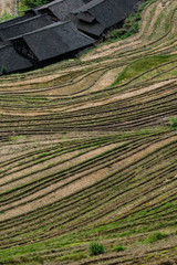 Reis-Terrassen bei Ping-An, China