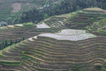 Reis-Terrassen bei Ping-An, China