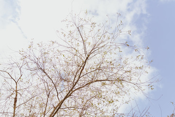 Fototapeta na wymiar Autumn tree with cloudy and blue sky background, low angle shot