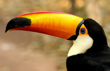 colorful toucan