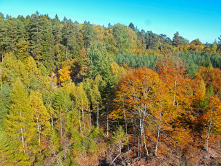Obraz premium Aerial view on autumn forest with red, yellow, orange, brown and green color trees.