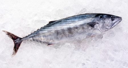 WHOLE SKIPJACK TUNA FISH ON ICE - obrazy, fototapety, plakaty