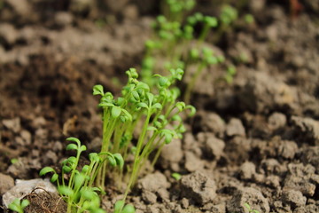 green young plant for healthy human nutrition