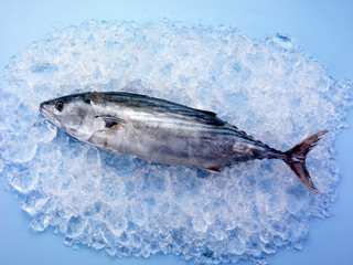 Fototapeta premium WHOLE SKIPJACK TUNA FISH ON ICE