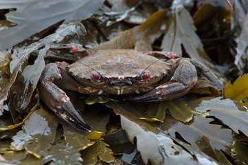 Velvet Swimming Crab (Necora puber)/Velvet Swimming Crab in kelp seaweed - 236339296