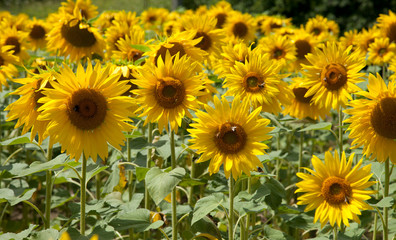 SUNFLOWERS