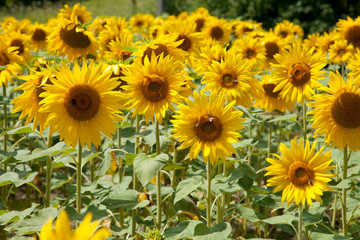 SUNFLOWERS