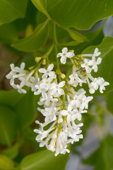 Weißer Flieder Blüten