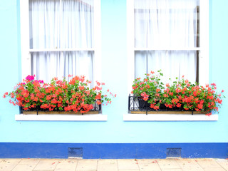 Flores en las ventanas